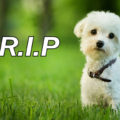 Recover from the Grief of Pet Loss