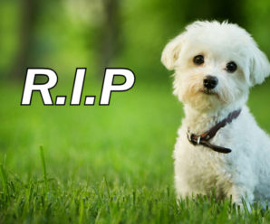 Recover from the Grief of Pet Loss