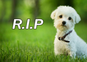 dog loss grief recover